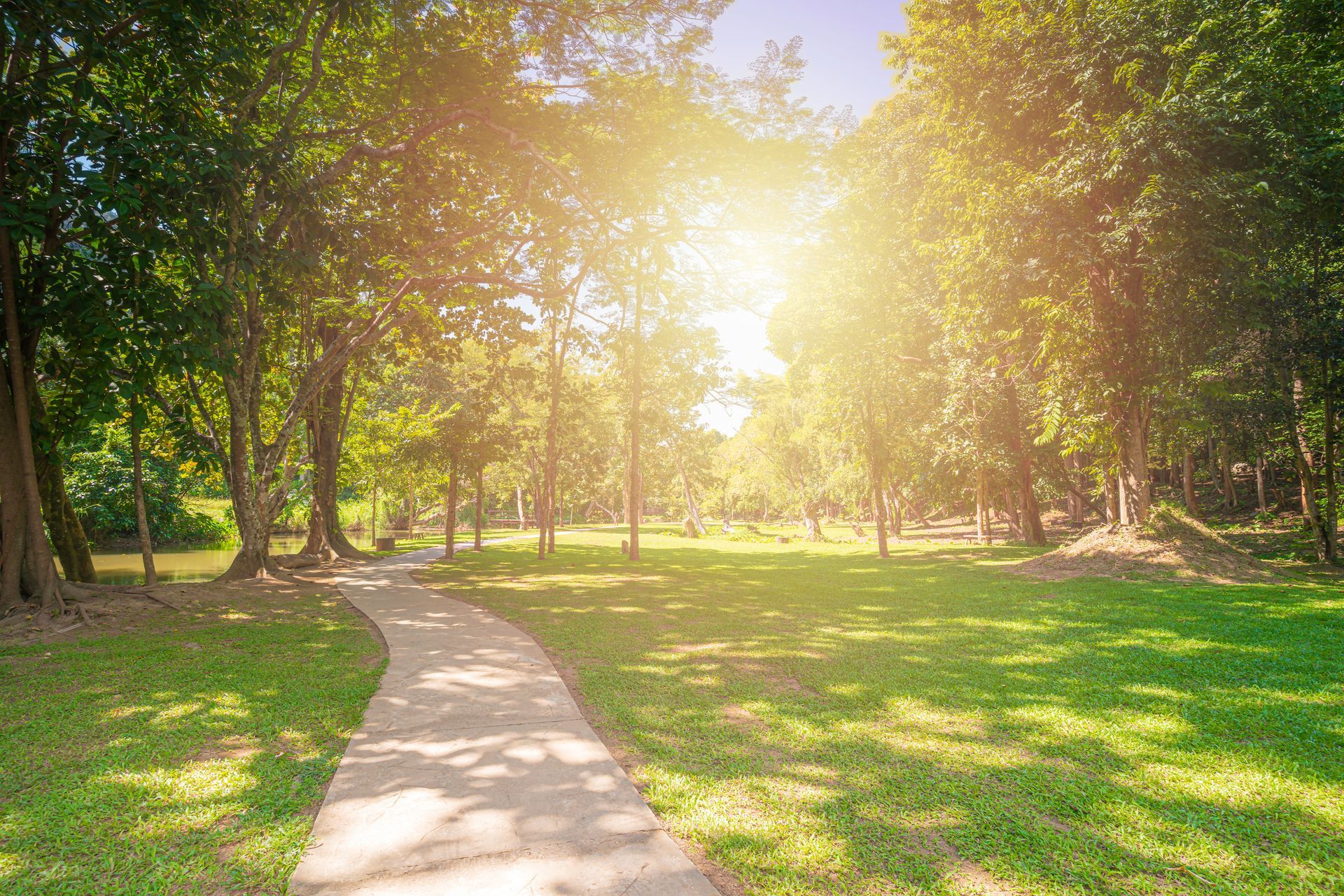 The sun is shining through the trees in the park