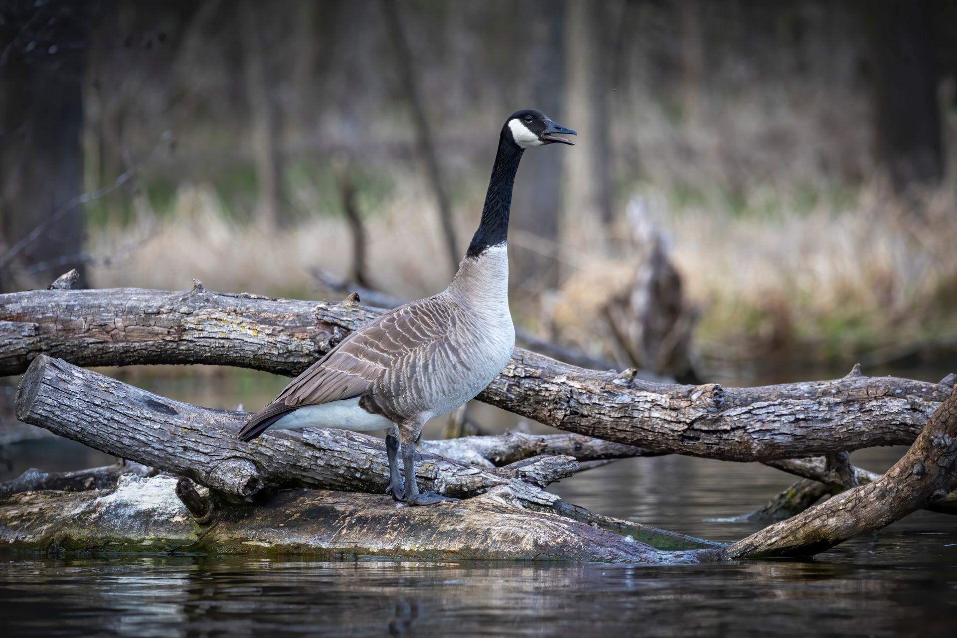 A goose is standing on a log in the water.