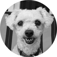 A small white dog is sitting in a chair and smiling in a black and white photo.