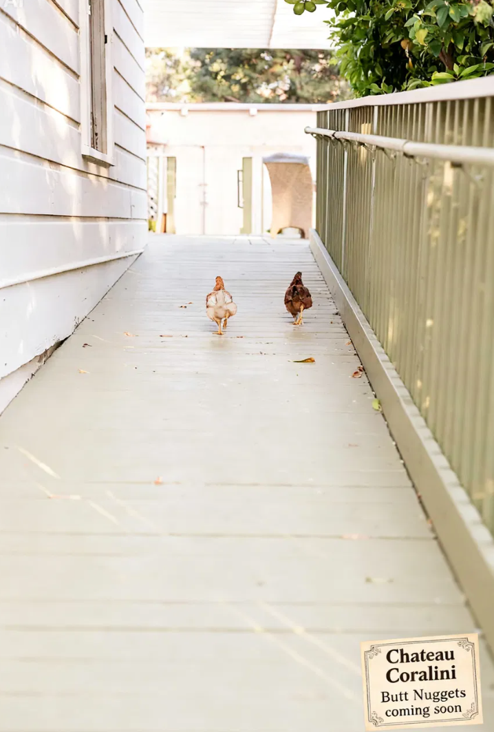 Chateau Coralini chickens Goldie and Red walking the grounds — Butt Nuggets coming soon