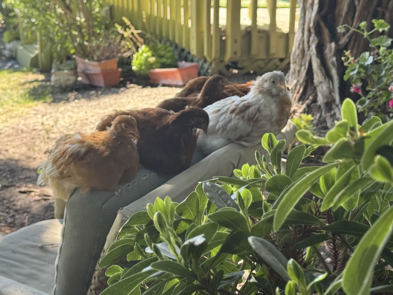 Ghosty and the chicken crew in the beautiful Chateau Coralini garden