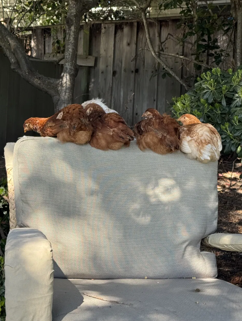 The whole Chateau Coralini chicken squad relaxing on outdoor furniture
