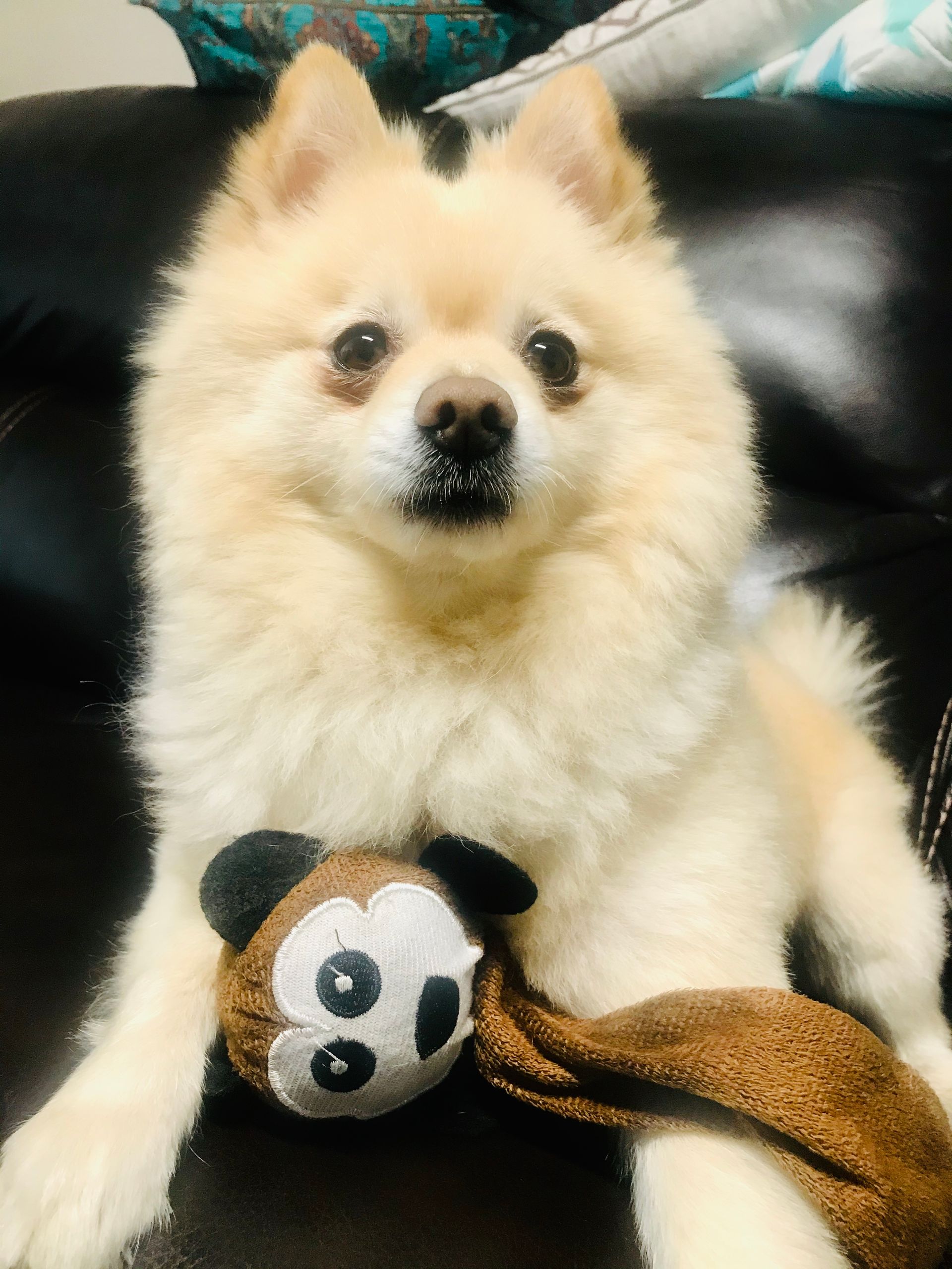 Tuffy the Pomeranian with his monkey toy at Chateau Coralini