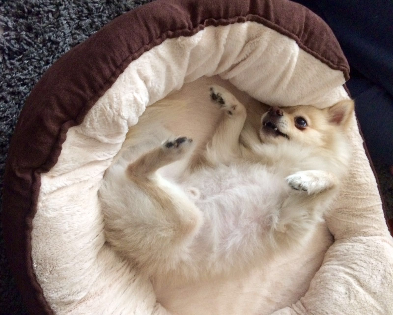 Tuffy the Pomeranian requesting belly rubs at Chateau Coralini