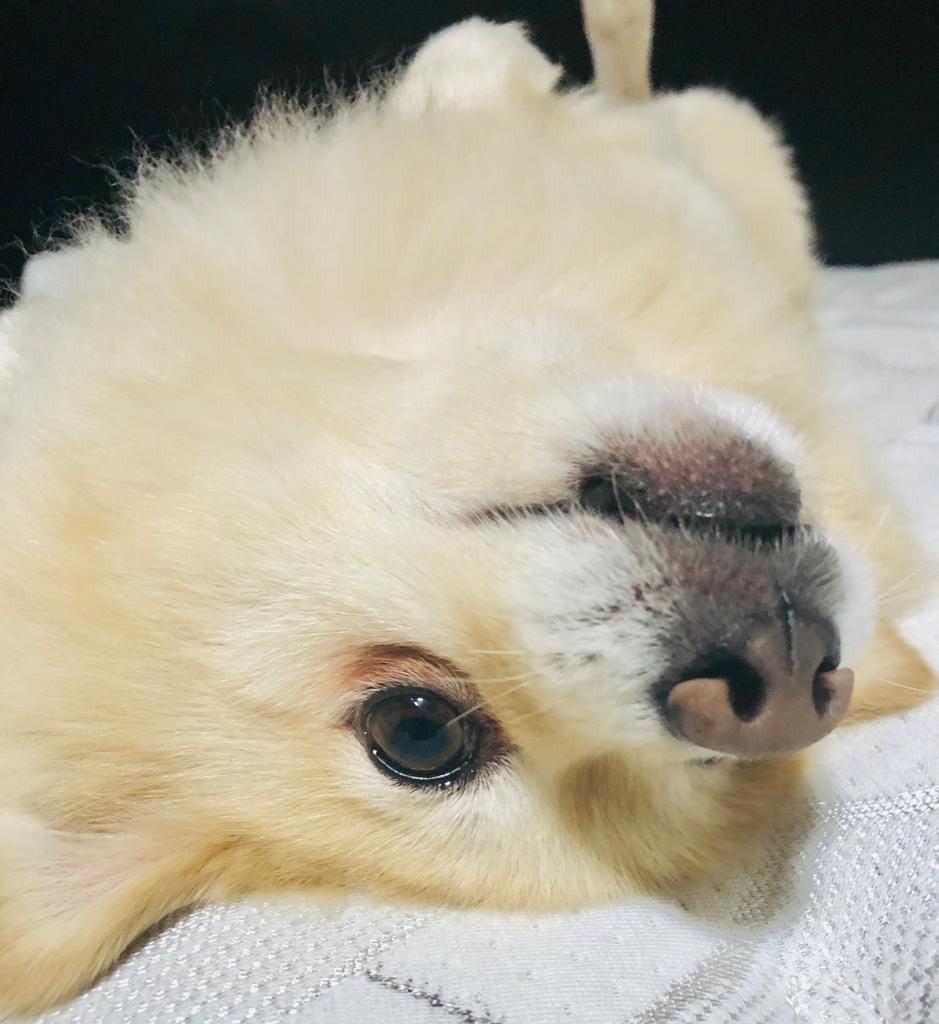Tuffy the Pomeranian in sunglasses — your Chateau Coralini workcation awaits