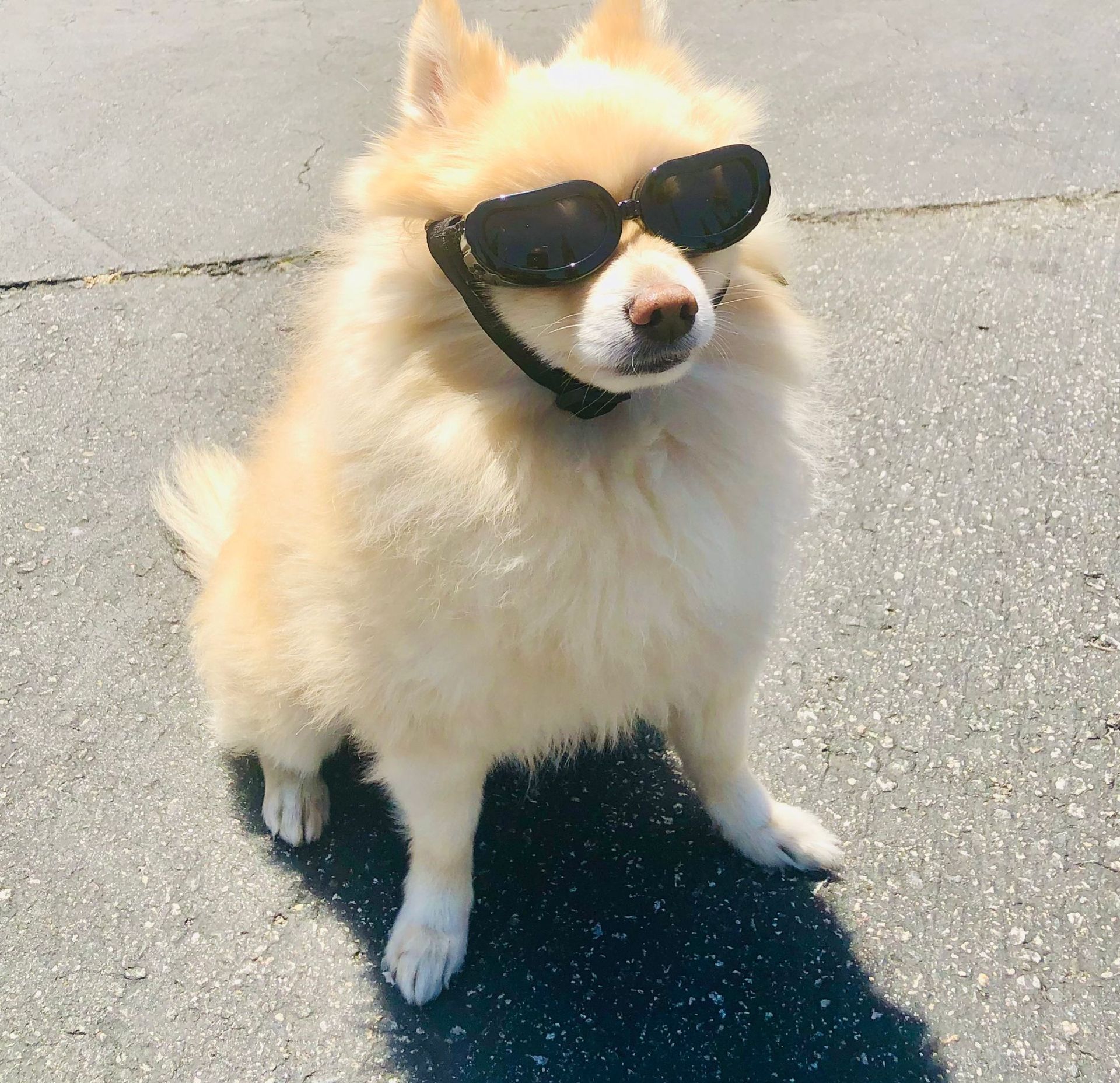 Tuffy the Pomeranian slaying at Chateau Coralini boutique inn