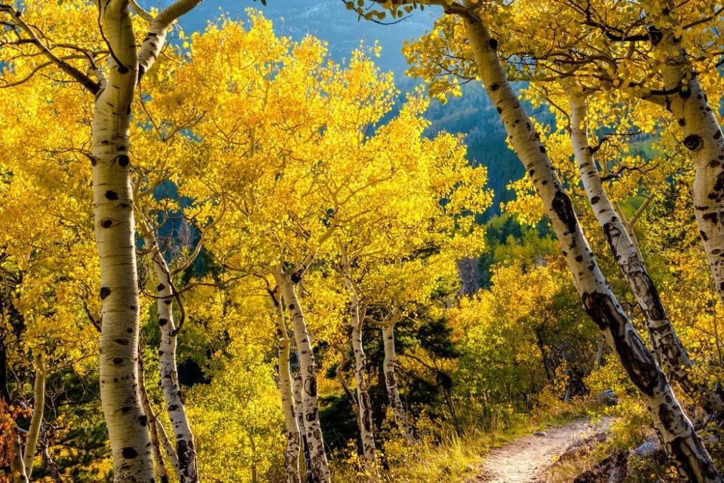 Yellow autumn trees lining a winding dirt path under a blue sky