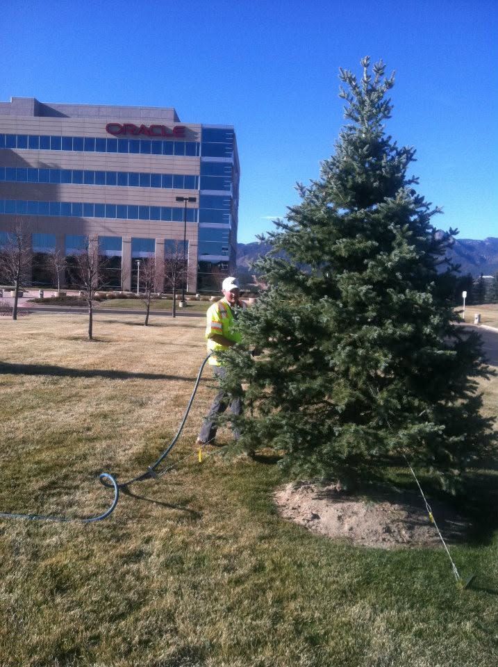 Person in a reflective vest watering a large evergreen tree beside an office building on a sunny day