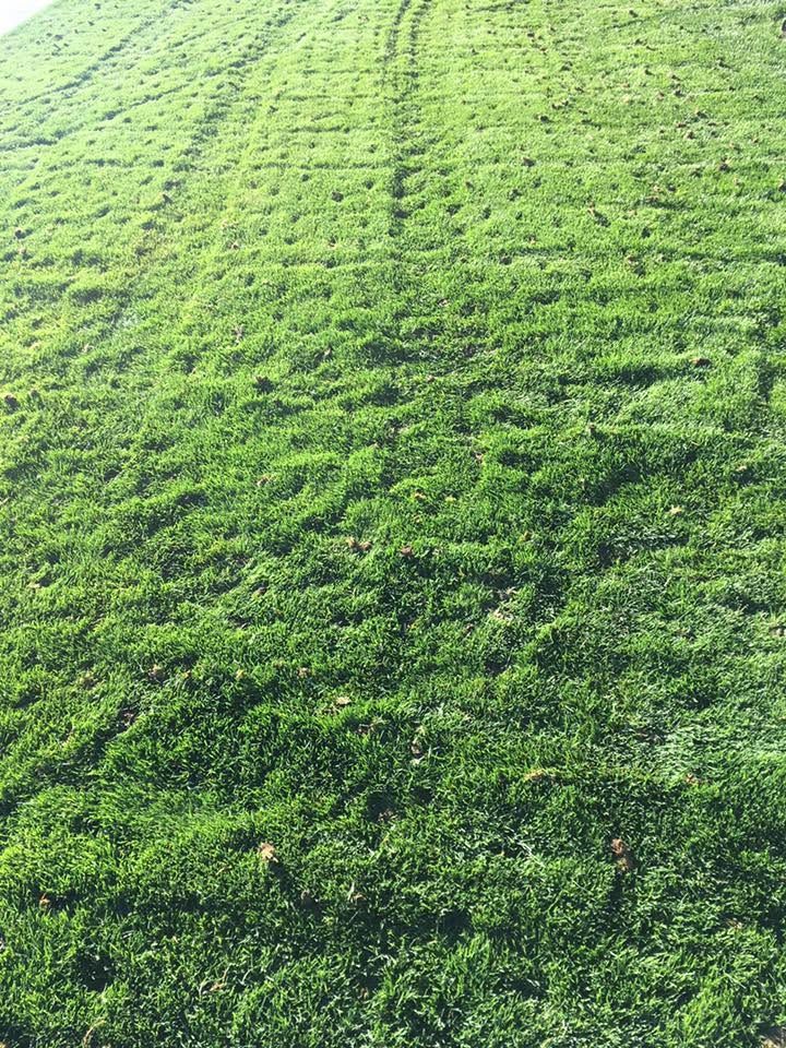 Green grassy slope with parallel mowing lines and patchy texture