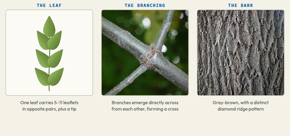 The three features that identify an ash tree: compound leaves with 5-11 opposite leaflets, opposite branching, and diamond-ridged gray-brown bark.