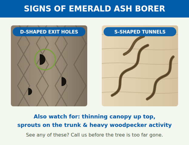 Emerald ash borer damage: D-shaped exit holes in the bark and winding S-shaped larval tunnels in the wood beneath it.