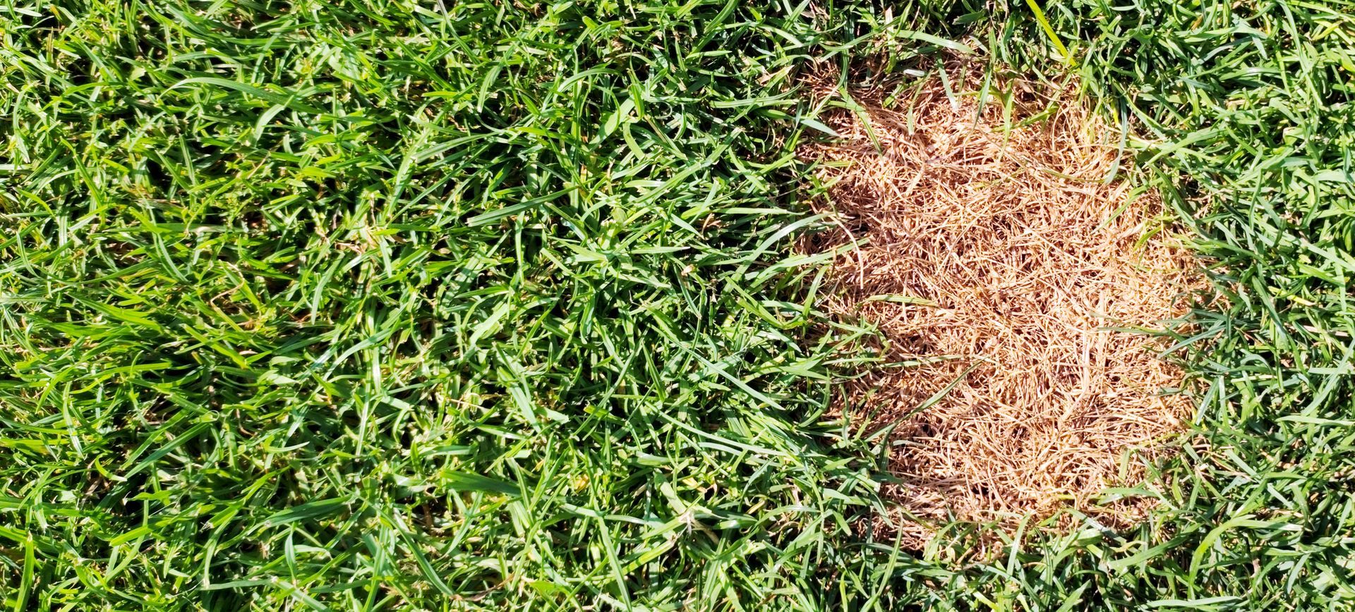 Green grass with a brown dry patch on the right side