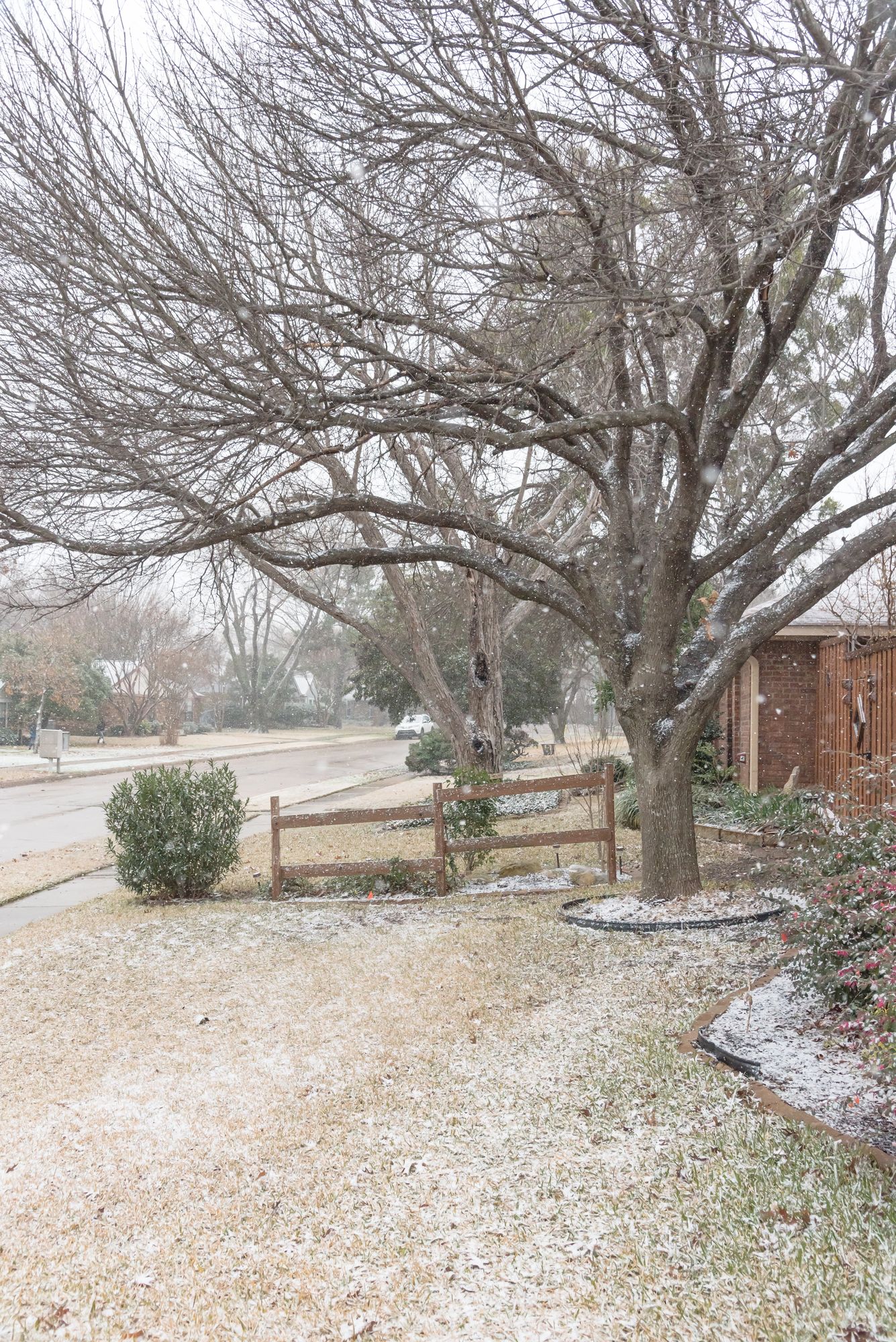 Snow-dusted suburban yard with a large bare tree, wooden fence, sidewalk, and house in the background
