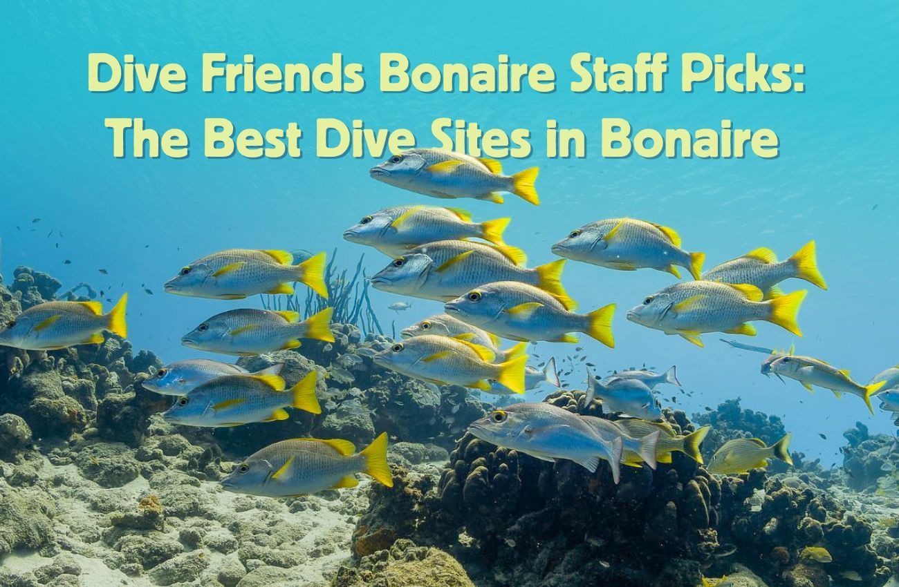School of yellow fish over a coral reef with text: “Dive Friends Bonaire Staff Picks: The Best Dive Sites in Bonaire”