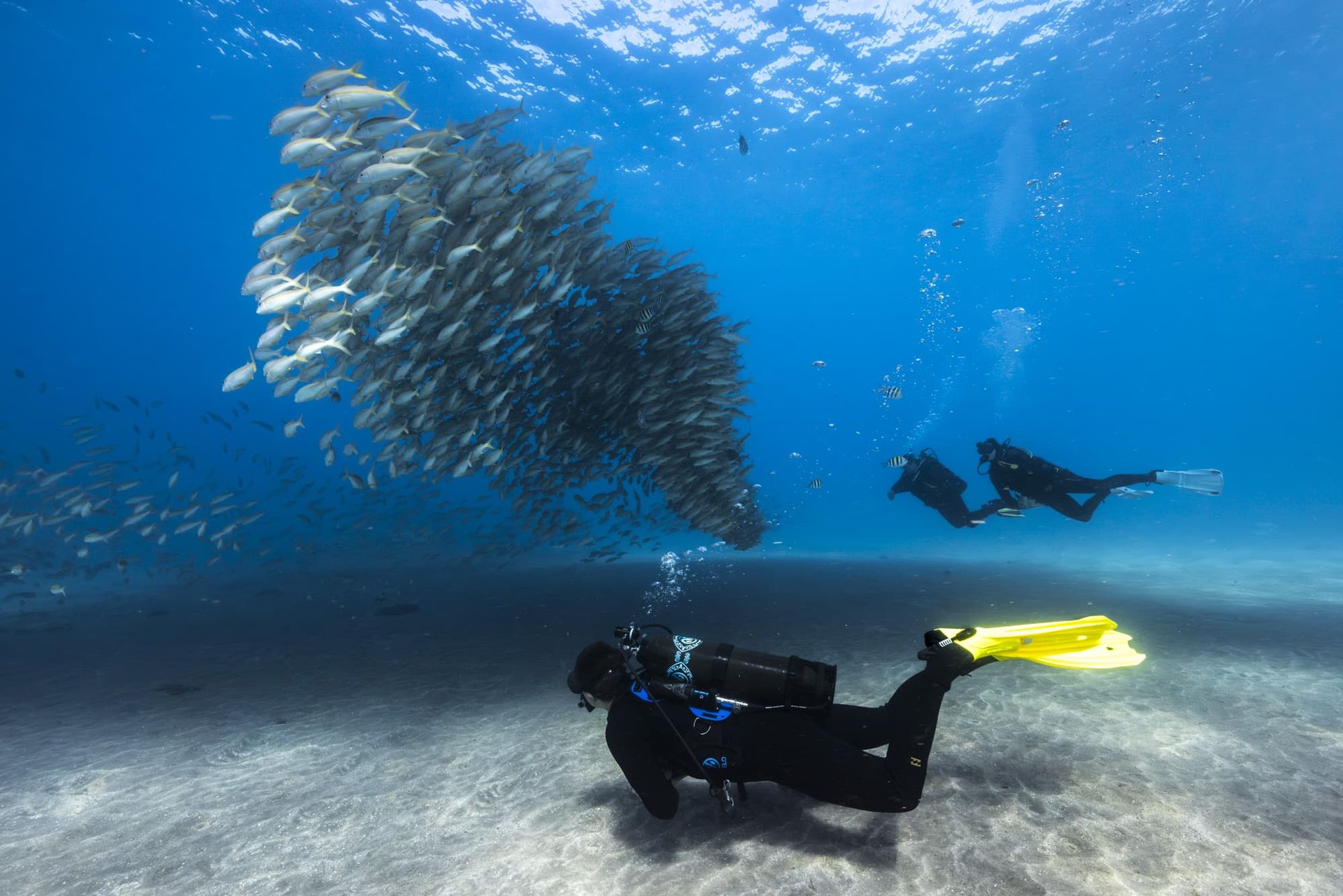 Dive Friends Scuba divers underwater near a large school of fish over a sandy seafloor