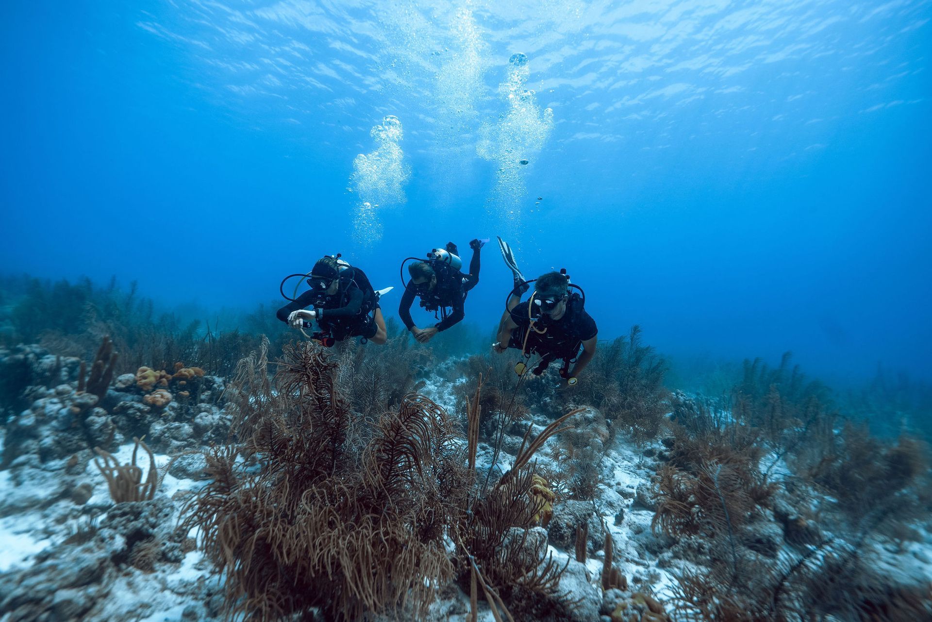 Dive Friends Two scuba divers underwater with text “WHAT IS AVELO DIVING?” over a blue ocean scene