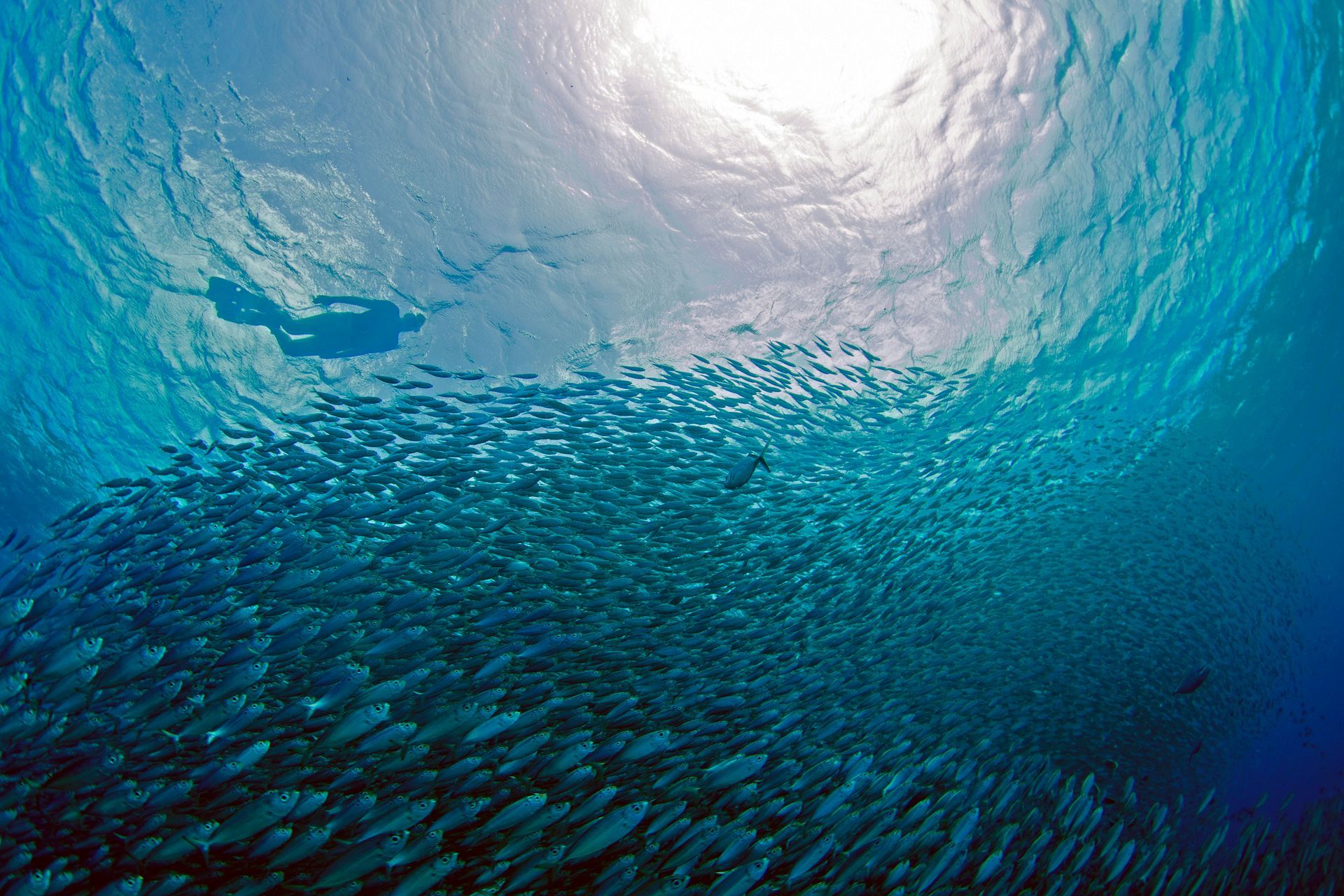 School of small fish swimming in blue ocean water with sunlight filtering from above
