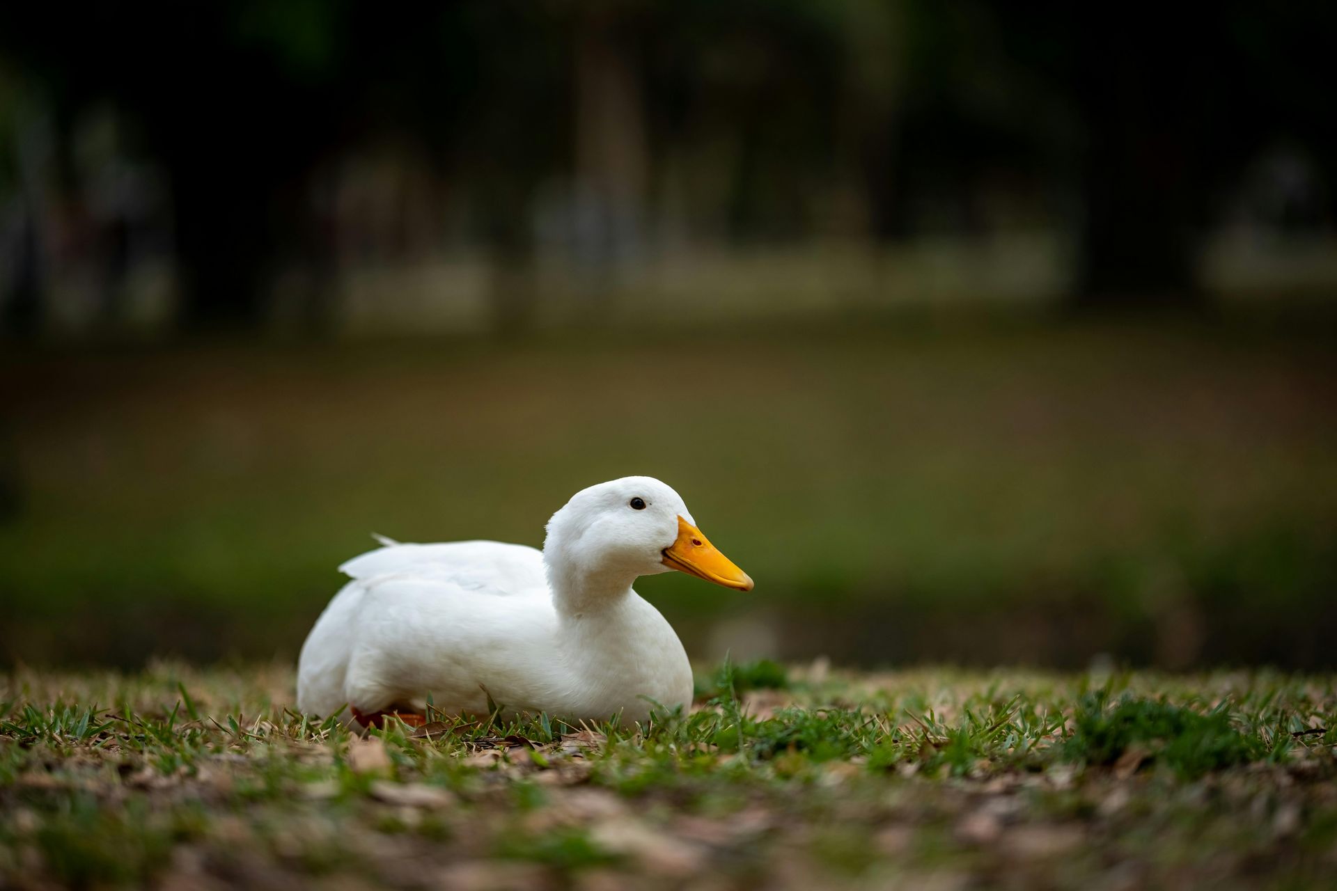 (1/2 dozen) Pre-order Duck Eggs