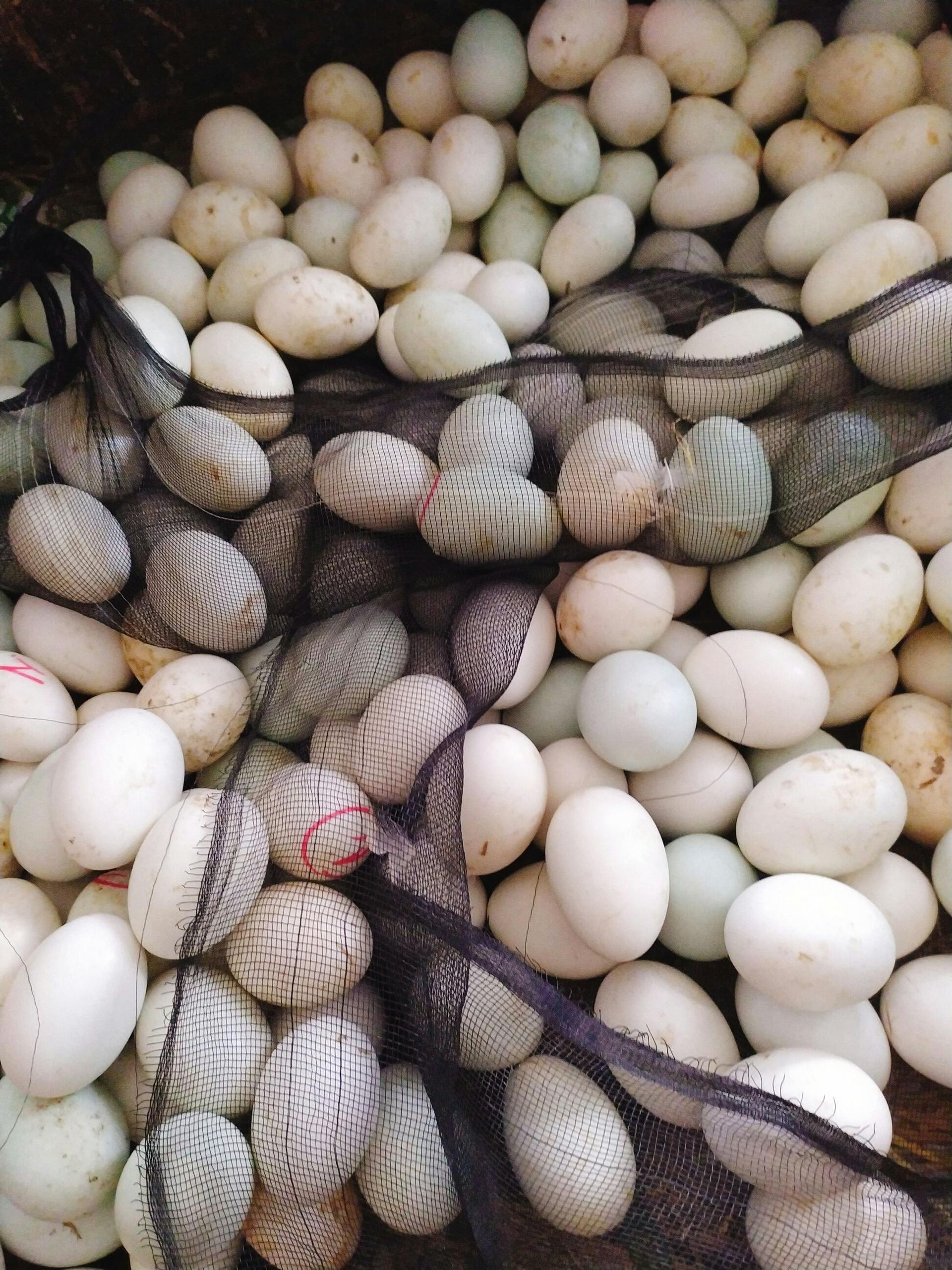(1/2 dozen) Pre-order Duck Eggs