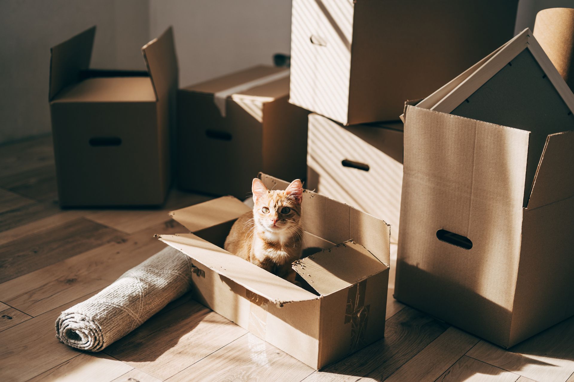 A recently moved-in room, filled with cardboard boxes, one of them with a cat.