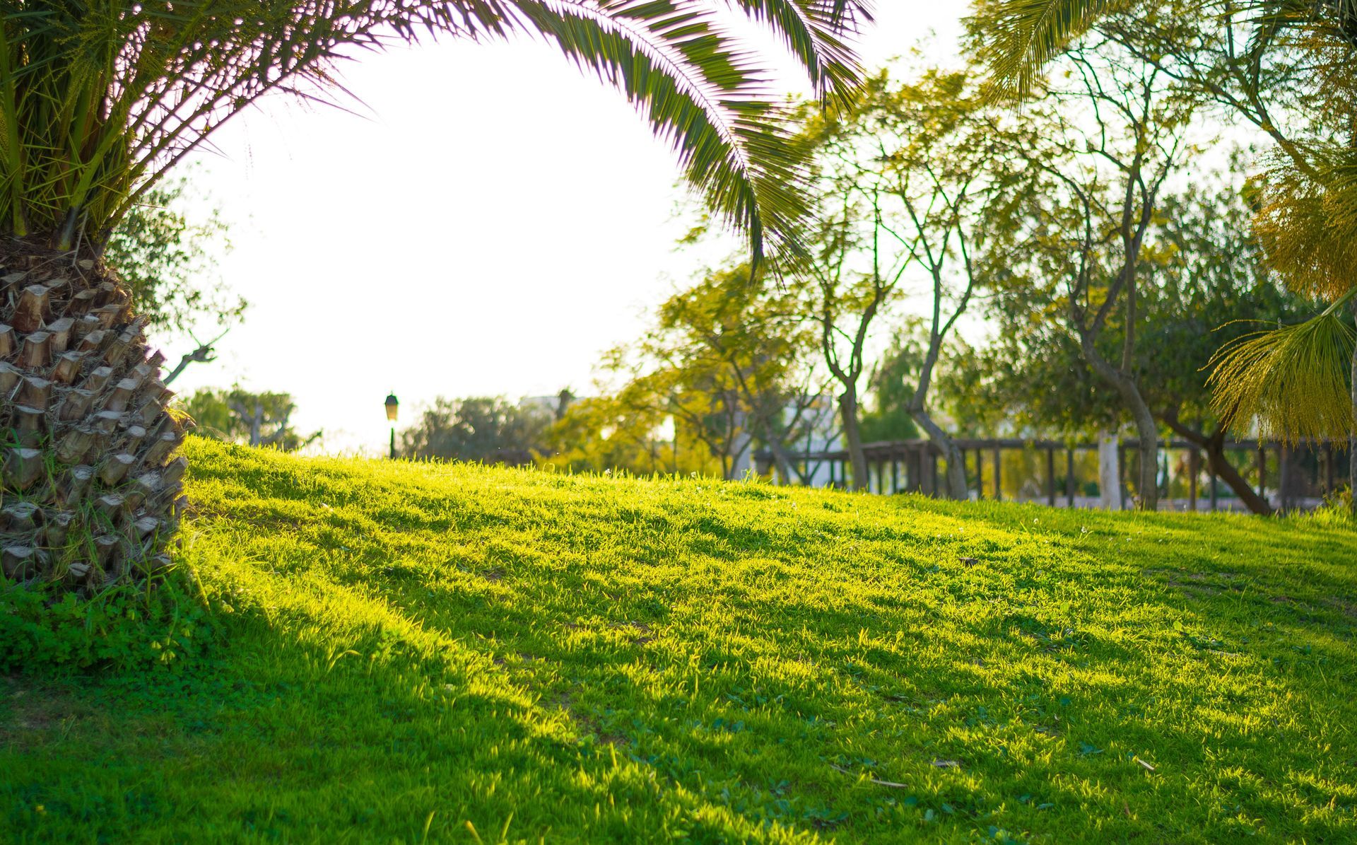 Sunlit green park with palm trees and a bright grassy lawn
