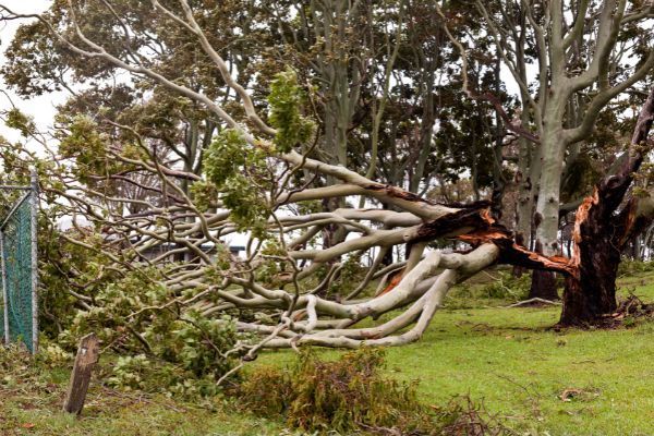 Storm Cleanup