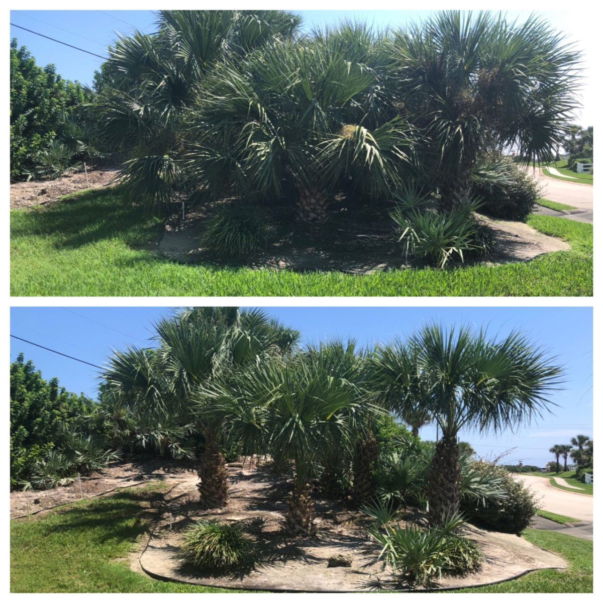 Tree Work