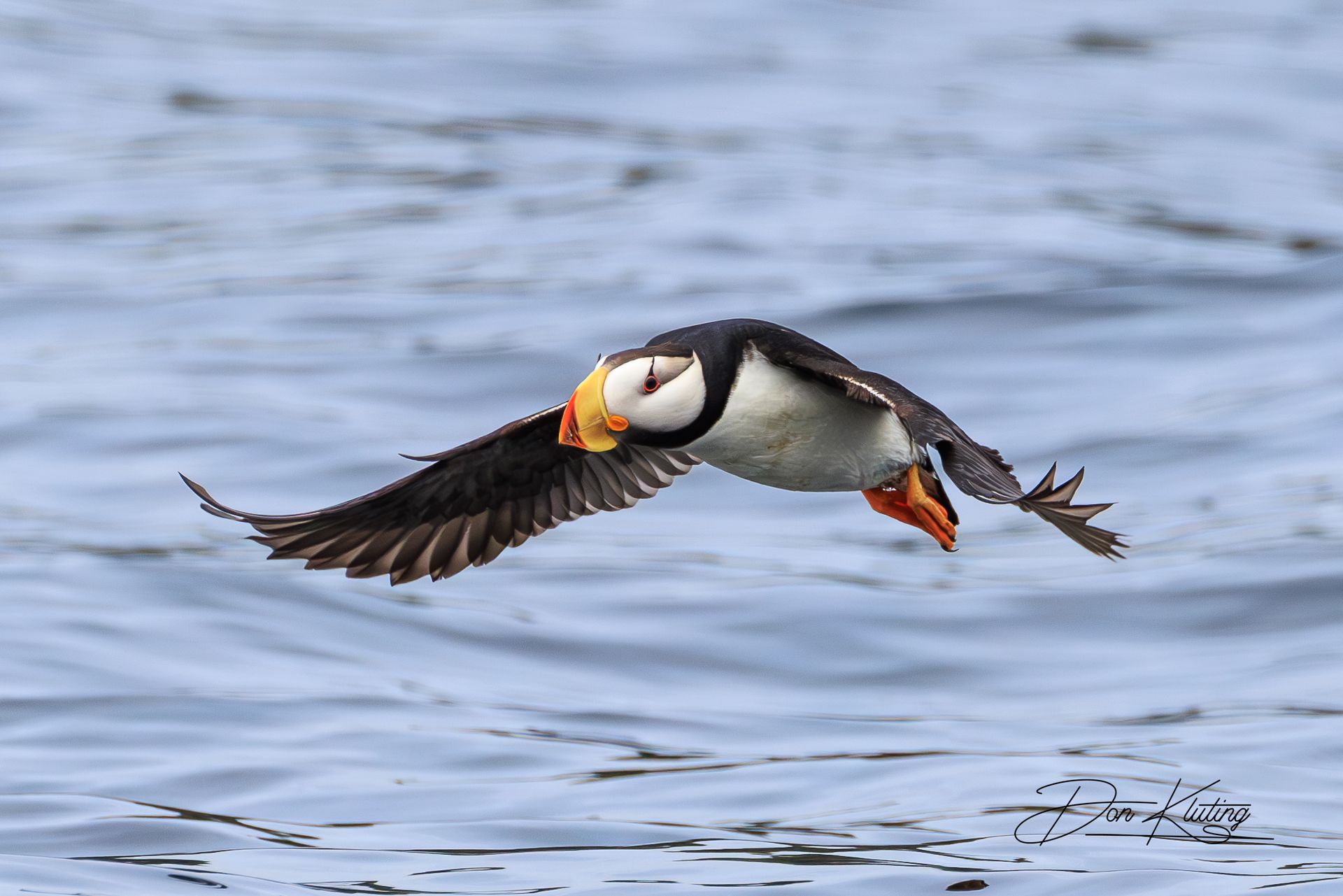 A puffin is flying over Alaska waters