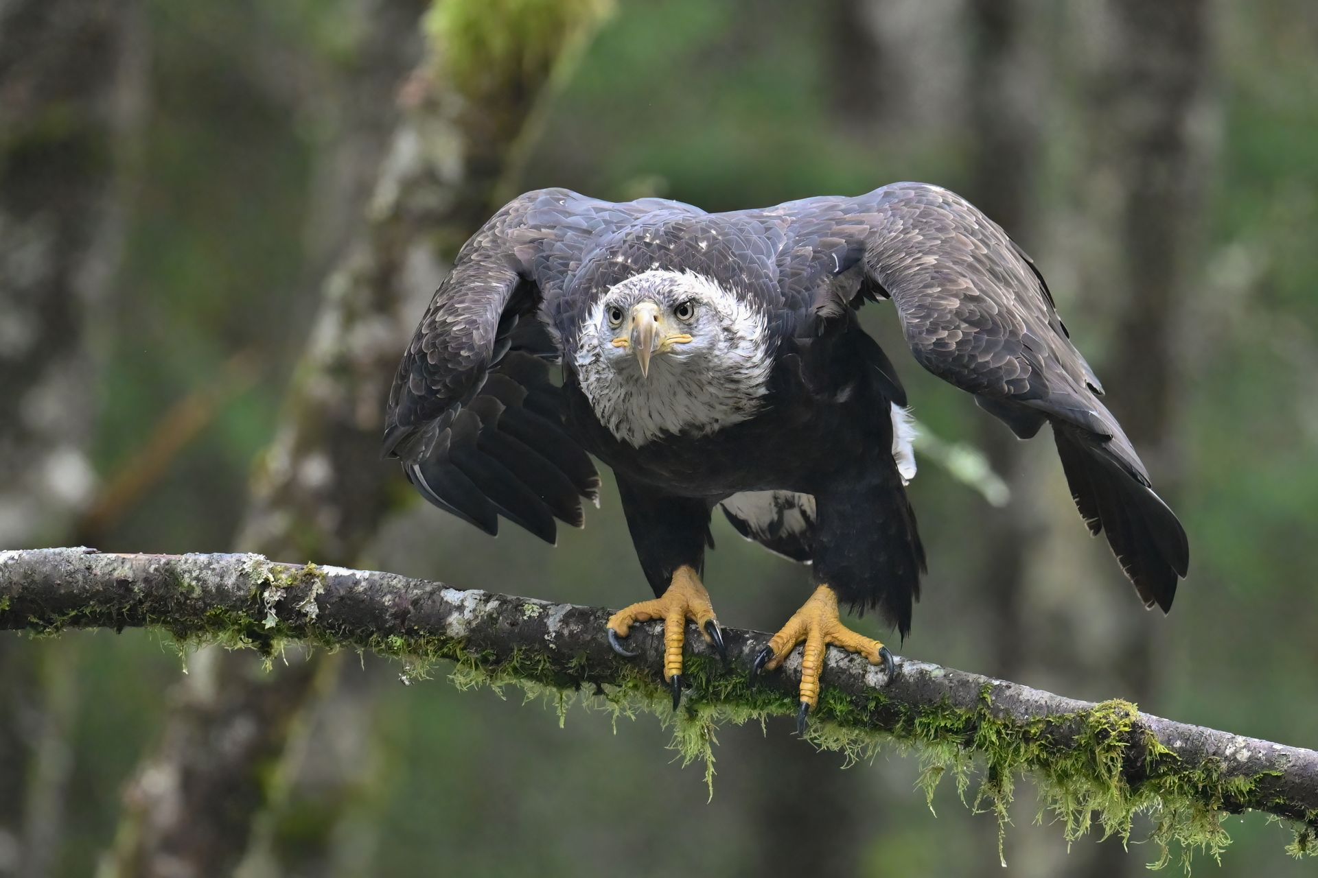 Raptors of Alaska