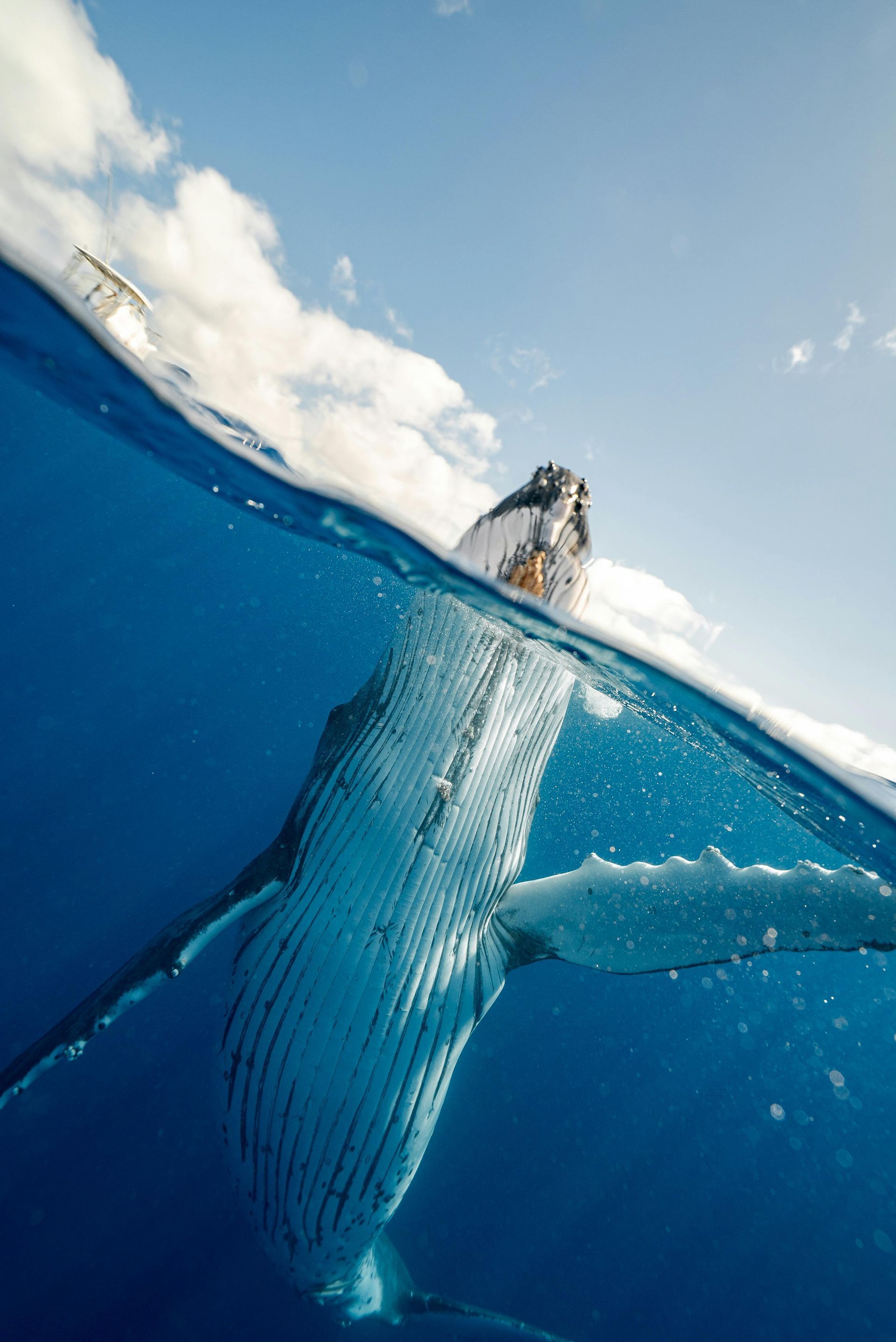 A humpback whale is swimming in the ocean.