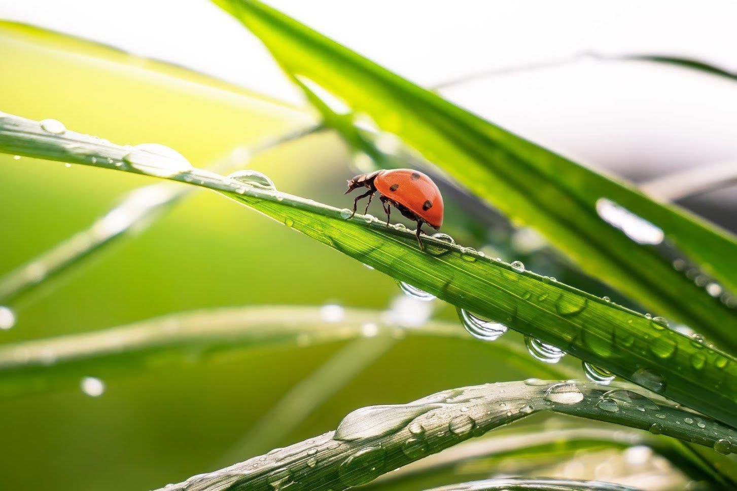 Ladybug with red shell and black spots on a blade of green grass with water droplets.