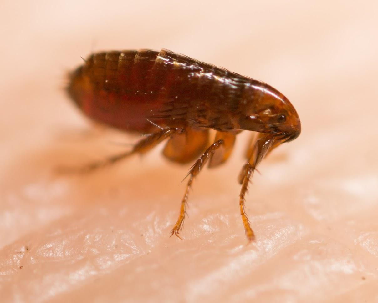 Close-up of a brown flea on light-colored skin, showing details of its body and legs.