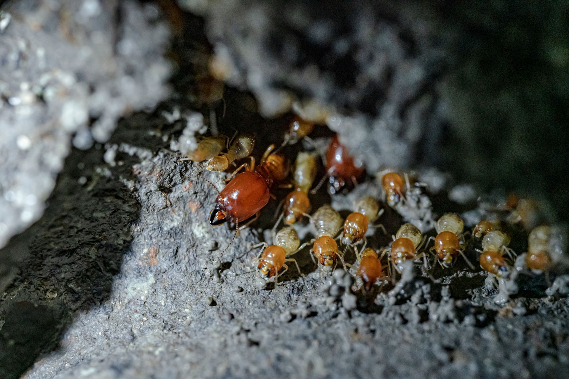 Dense group of termites hidden within a wood tunnel. Dense group of termites hidden within a wood tunnel.
