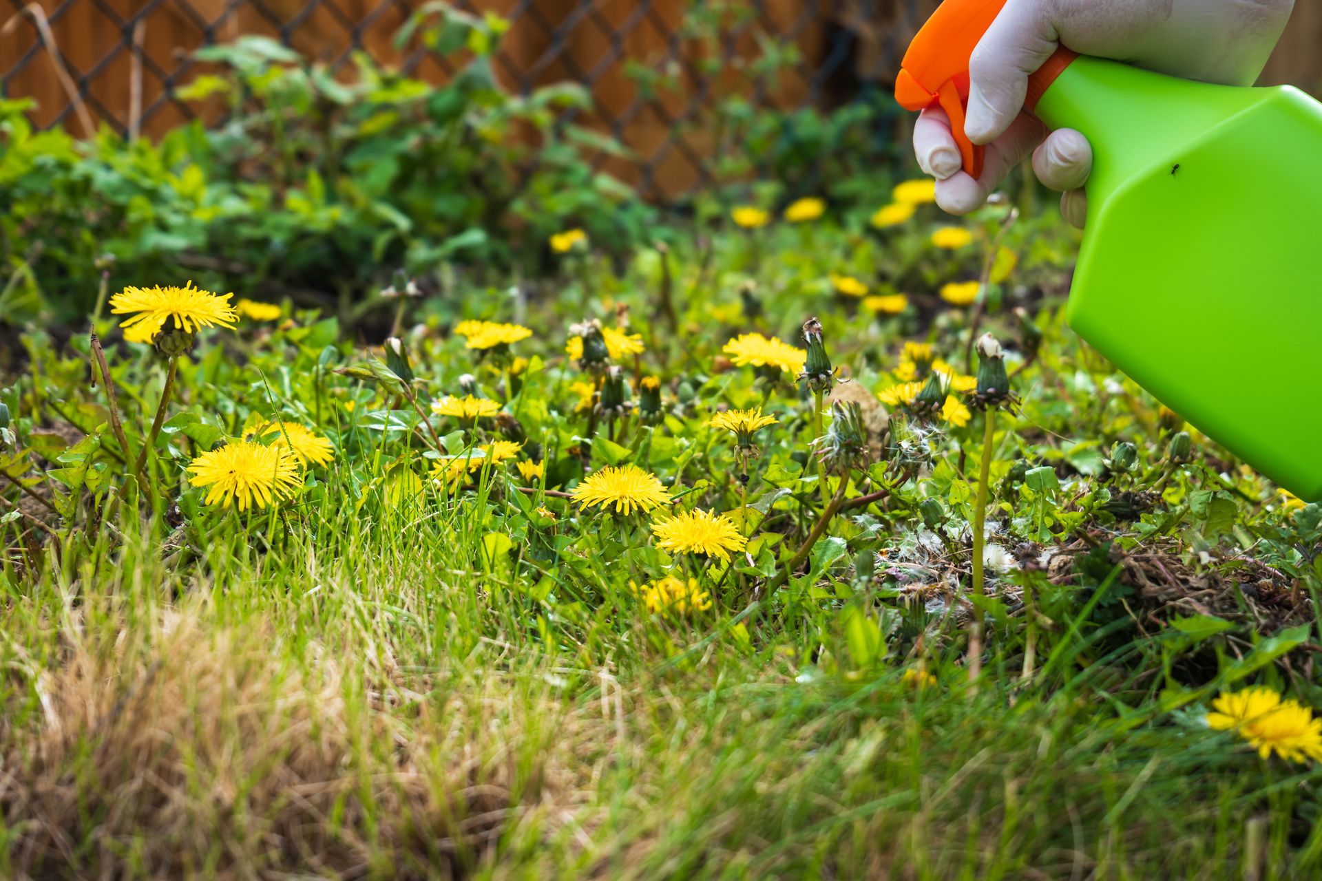 Hand spraying weed killer on dandelions growing in a grassy lawn. Hand spraying weed killer on dandelions growing in a grassy lawn.