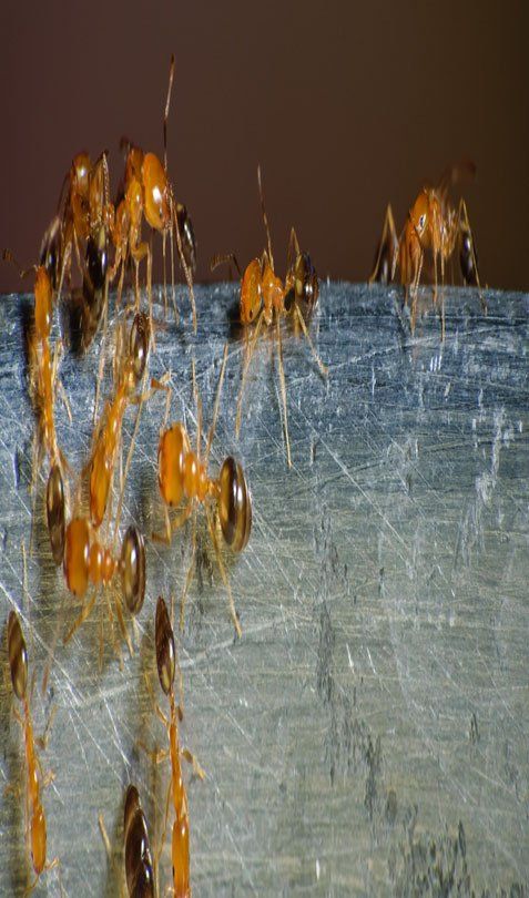 Orange ants crawling on a scratched, metallic surface, covered in a sticky, orange substance.