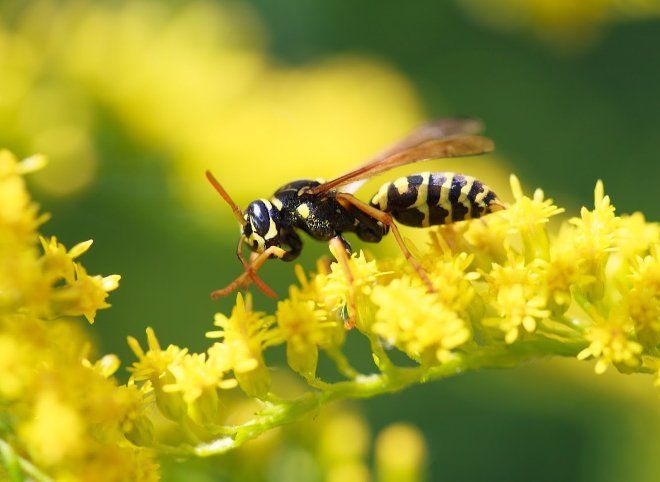 Wasp on yellow flowers, black and yellow striped body, probing with mouthparts.