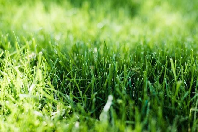 Close-up of vibrant green grass blades, with soft focus, bathed in sunlight.