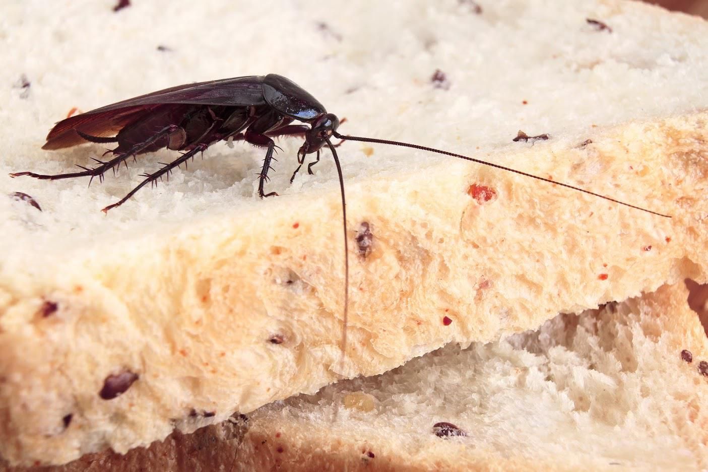 Cockroach on slice of bread with seeds.