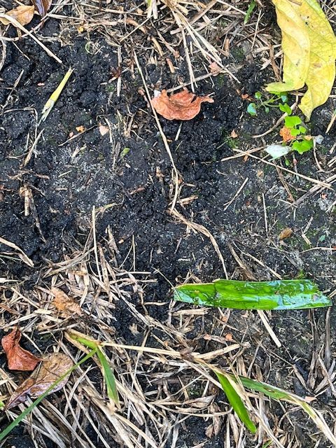 Dark soil with dried grass, a green leaf, and fallen leaves.