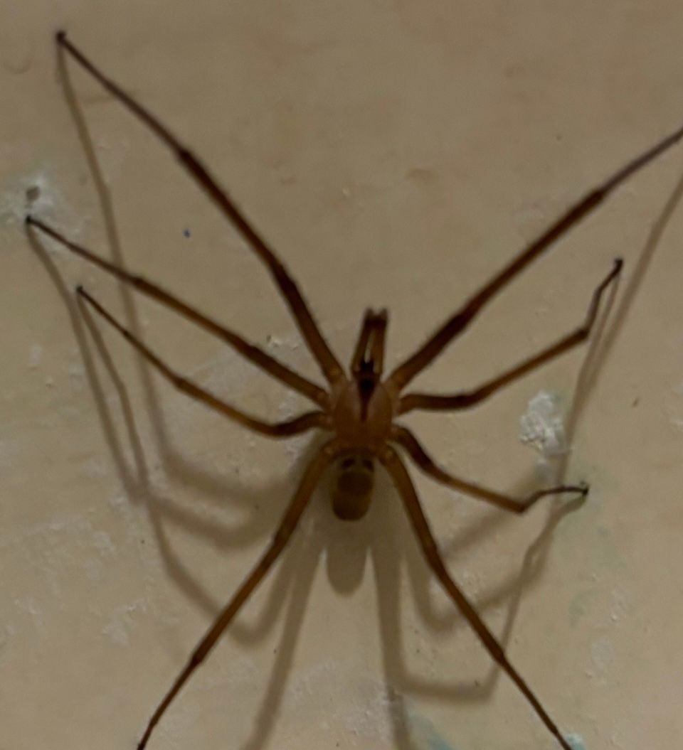 Brown recluse spider on a beige wall, with long legs outstretched.