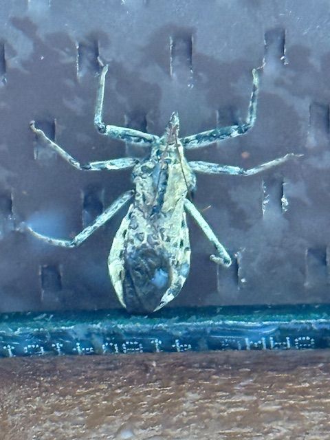 An insect with long legs and a spotted body clinging to a dark surface.