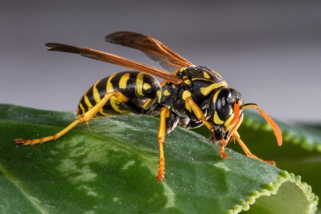 Yellow and black wasp on a green leaf, wings spread, orange legs.