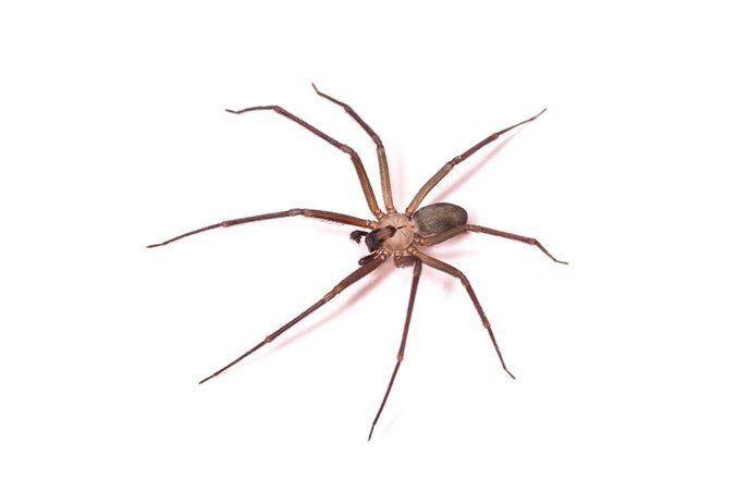 Brown recluse spider on a white surface, legs extended.