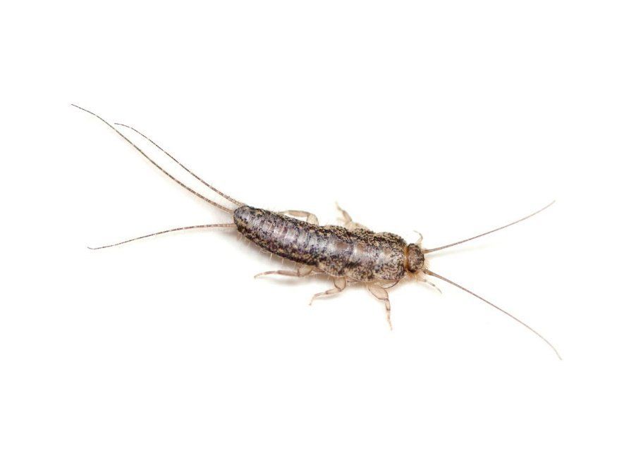 Silverfish insect with long antennae and body.