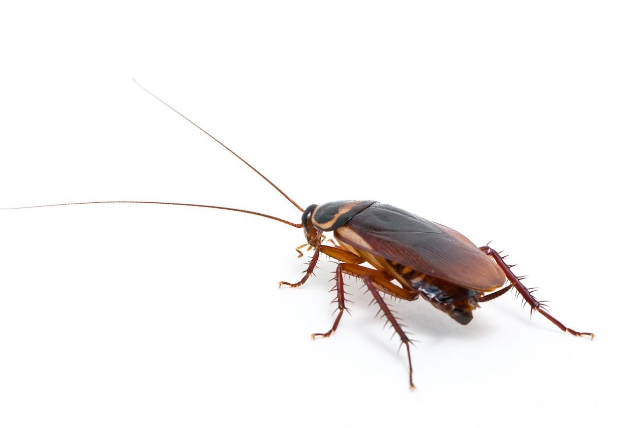 Cockroach on a white background, brown and black body, long antennae, six legs.