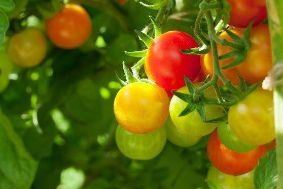 Cherry tomatoes, red, orange, and yellow, growing on the vine among green leaves.