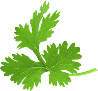 Cilantro leaf