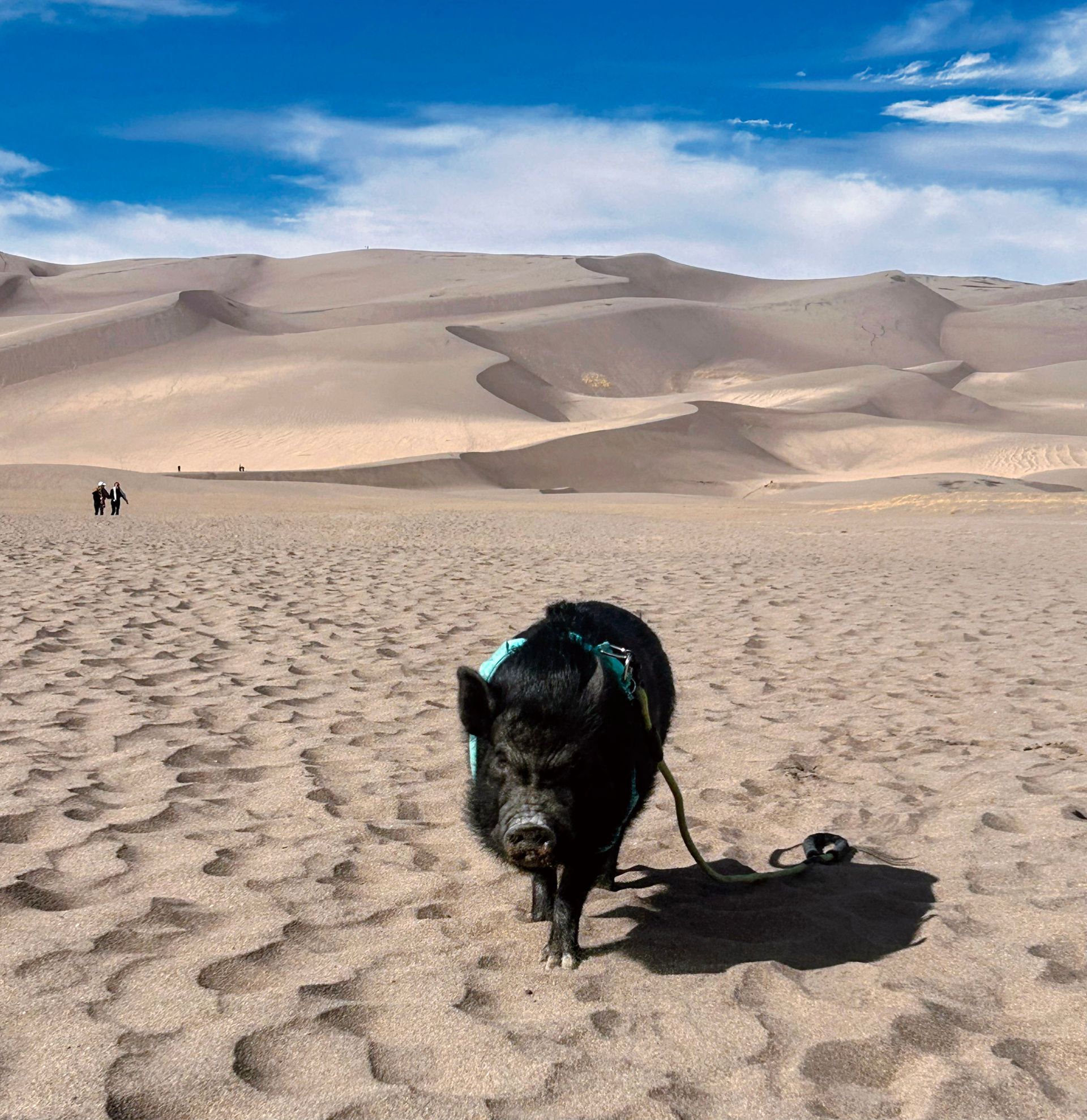 Black dog on a leash walking across sandy desert dunes under a bright blue sky