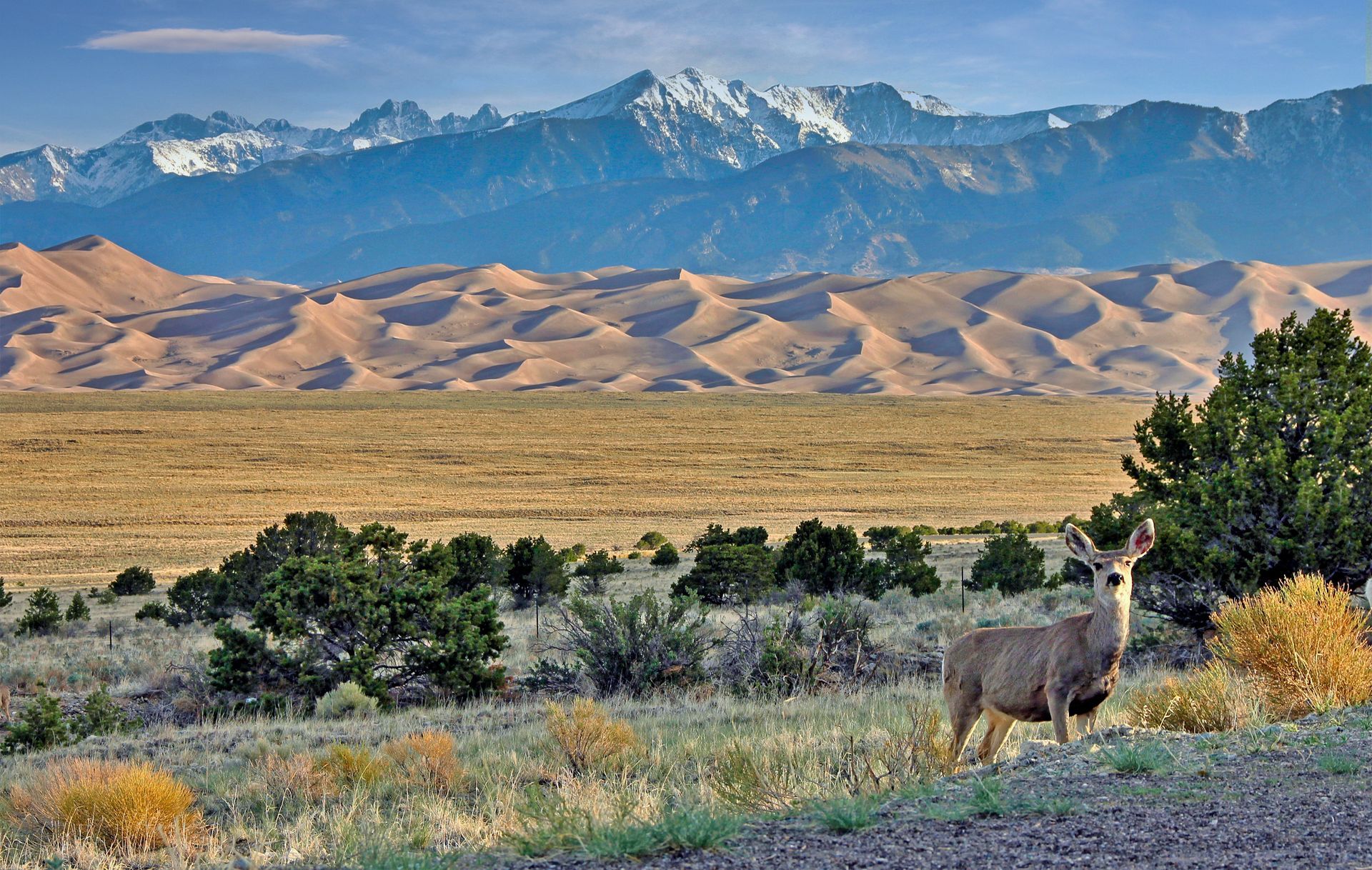 Deer standing in a grassy valley with mountains and snow-capped peaks in the background.