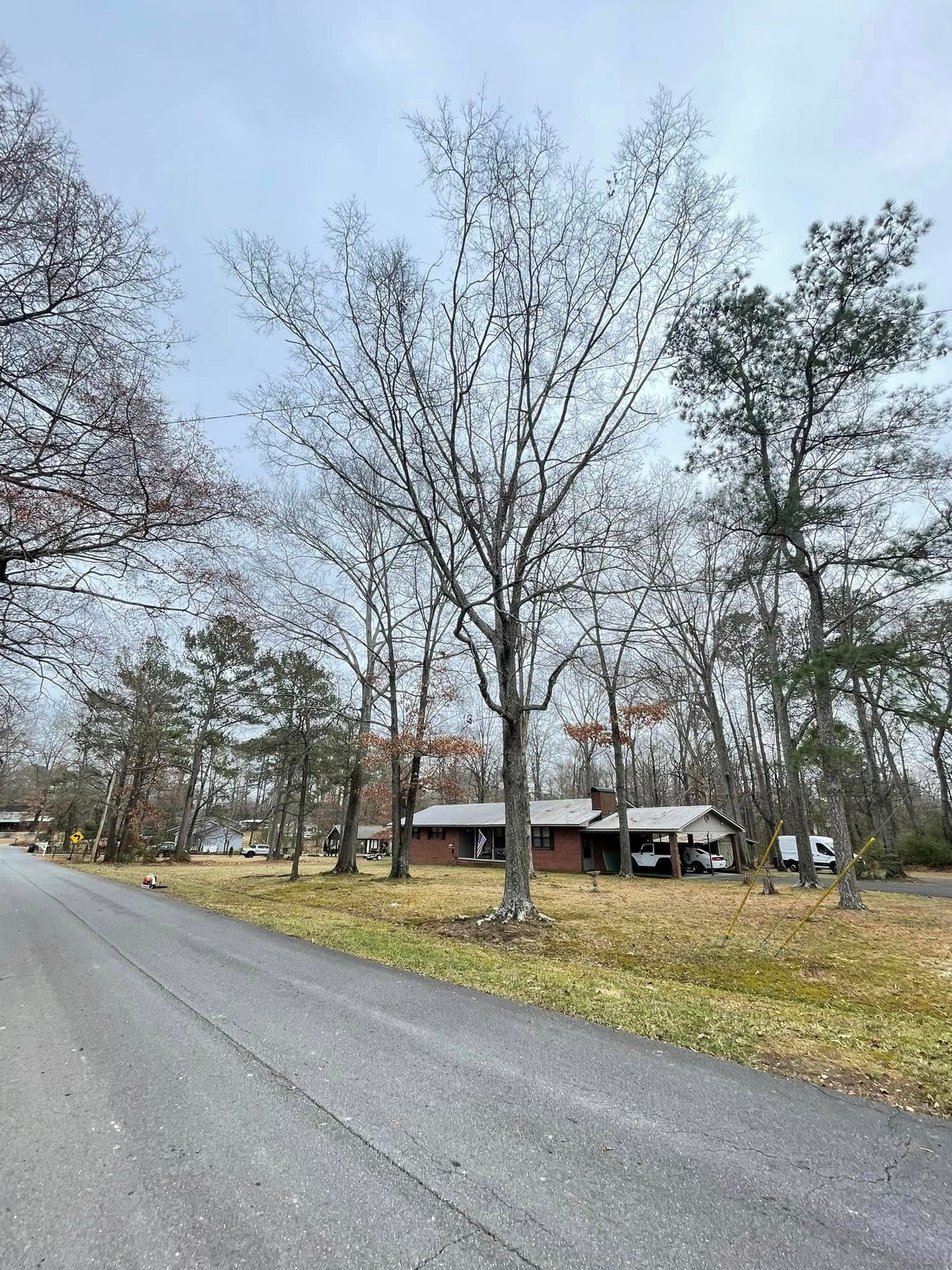 A one-story brick house sits behind a large, bare deciduous tree in a grassy lot next to a paved road on a cloudy day.